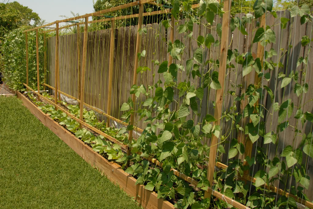 How to Build a Trellis for Growing Pole Beans - Learn how to
